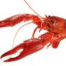 tertiary_crawfish